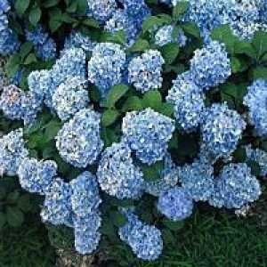 Hortenzija plava: sadnja i njegu. Kako se brinuti za plavi hidrangea