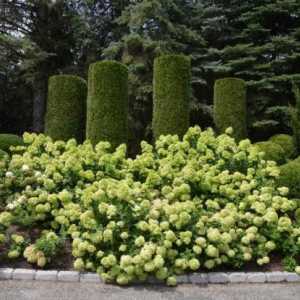 Hortenzija `litl lime `- aromatične note jesenskog vrta