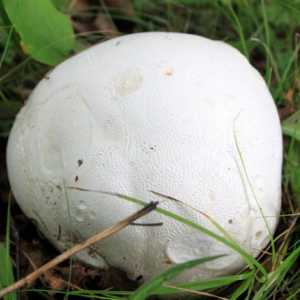 Ogripa od gljiva: opis, vrste i svojstva. Gdje se pojavio kišni ogrtač