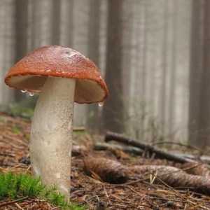 Gljiva crvena glava: šumska poslastica