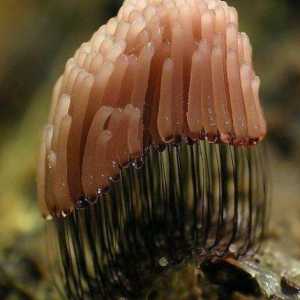 Plasmodium gljiva: fotografija i opis