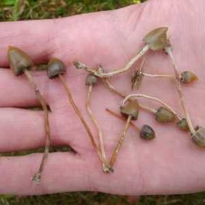 Psilocybinovye gljive: sorte, distribucija, vrijeme skupljanja