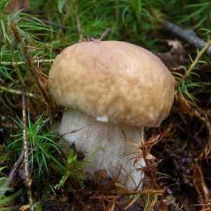 Gljive su jestive i otrovne gljive - kako prepoznati? Glavne vrste otrovnih gljiva