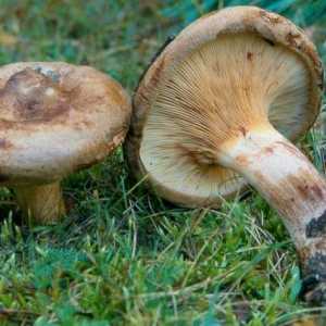 Gljive svinje: otrovne ili ne? istraživani