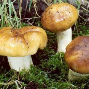 Gljive gljiva. Kako kuhati ukusna jela od njih?
