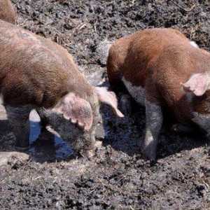 "Guska svinja nije drugo": značenje frazeologije