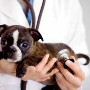 Khabarovsk, veterinarska klinika: kako odabrati, što tražiti, kako bi vaš bolesni ljubimac bio…