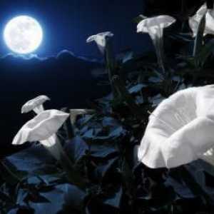 Značajke lunarnog dana i njezina značaja. Lunarni dani: opis, opis i značenje