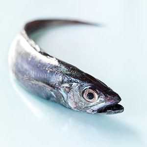 Hoki je riba obitelji Merlusia. Kako je korisno, može li biti štetna za nju i kako bolje kuhati?