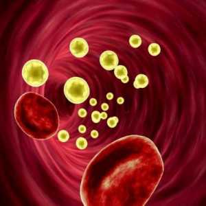 Kolesterol u krvi: norma za žene i muškarce