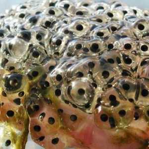 Žaba Kavijar: poslastica, lijek i koralj