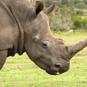 Indijanci rinoceroze: opis, stanište, fotografija