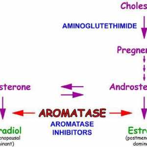 Inhibitori aromataze: recenzije, cijene. Inhibitori aromataze u bodybuildingu