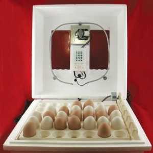 Inkubacija pilećih jaja kod kuće: nijanse i osobine procesa