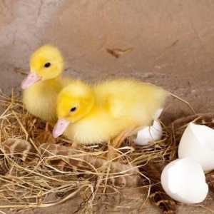 Inkubacija jaja patka. Način inkubacije: tablica. Trajanje inkubacije jaja patka