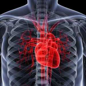 Inervacija srca. Klinička anatomija srca