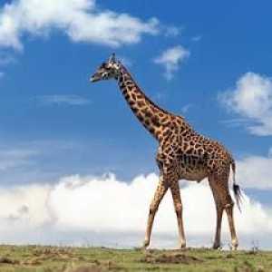 Pitam se što se zvao žirafa tele? Žirafa?