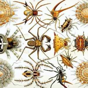 Zanimljive činjenice o arachnidima. Klasa Arachnids: 10 zanimljivih činjenica