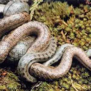 Zanimljive činjenice o gmazovima: kako se zmije množe