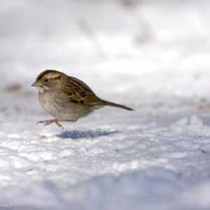 Zanimljive činjenice o pticama: zašto vrabac ne hoda, ali skokovi?