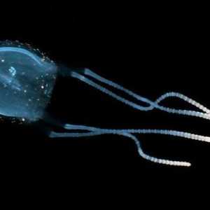 Irukandji - meduza: opis, stanište i opasnost za ljude