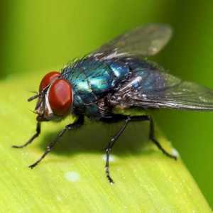 Povijest frazeologije "muhe ne vrijeđaju": podrijetlo, značenje i tumačenje