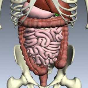 Koji su organi ljudskog probavnog sustava? Opis, struktura i funkcije