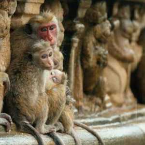 Promjena hijerarhije u majmuna. Iznenađujuće svjetsko prvenstvo