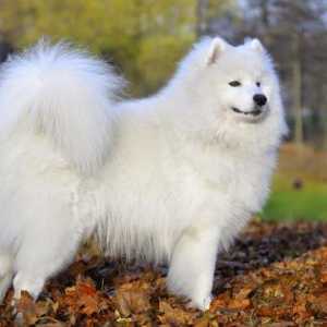 Proučavamo knjigu o snovima: bijeli pas za kakve snove?