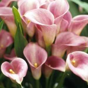 Izvrsna calla - cvijet za pacijente vrtlara