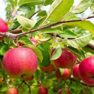 Jabuke `Elena`: stablo jabuka i opis, njegu stabala