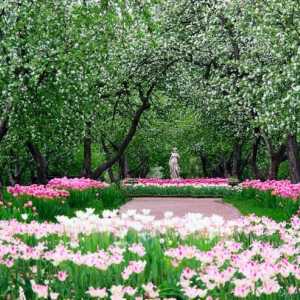 Vrtovi jabuka u Kolomenskoj (fotografija)