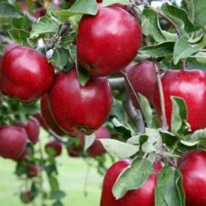 Apple Delicious Red: opis sorte i fotografije