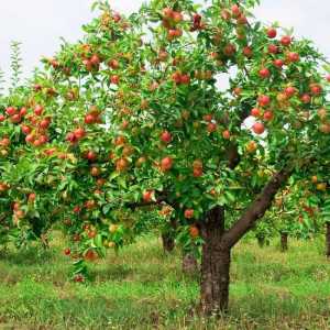 Jabuka "Florina": kratki opis biljke, uzgojni uvjeti