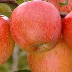 Jabuka `fuji`. Što izgleda `fuji` stablo jabuka: opis sorte