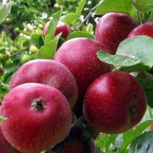 Jabuka drvo `kovalenkovsky`: opis ocjena i odlazak