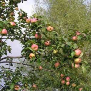 Jabuka Ljetni prugasti: opis sorte, uvjeti zrenja. Kako saditi jabuku u proljeće