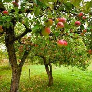 Apple Pervouralskaya: opis sorte, sadnja i njegu