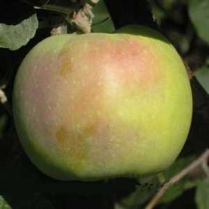 Jabuka `synap orlovskiy`: značajke sorte i njegove poljoprivredne tehnologije