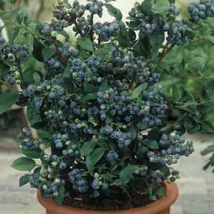 Berry blueberries gdje raste? Gdje rastu borovnice u predgrađu? Šume, gdje borovnice rastu u Rusiji