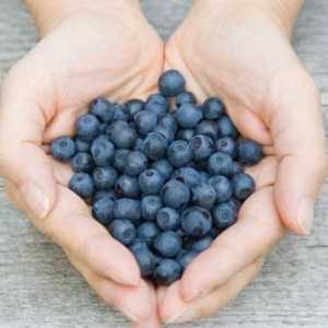Berry borovnica: korisna svojstva i kontraindikacije