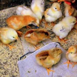 Jaja i kokoši pilići. Kako se hraniti