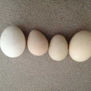 Jaja od guinea ptica: uzgoj ptica kod kuće