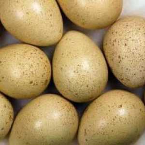 Jaje fagana: korisna svojstva i fotografije