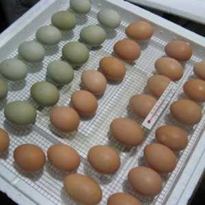 Jaje jaja: zahtjevi, značajke, pohrana