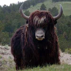 Yak je životinja koja živi u planinama. Opis, stil života, fotografija