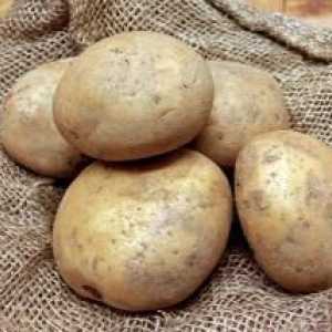 Varnalizacija krumpira prije sadnje u tlu