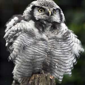 Hawk Owl: opis i fotografija
