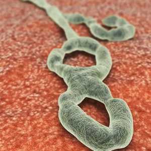 Ebola: razdoblje inkubacije. Kako zaraziti Ebola?
