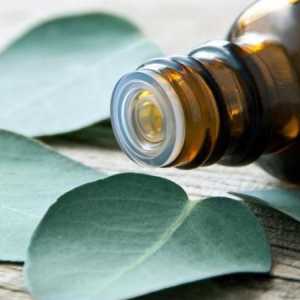 Eukaliptus eterično ulje: svojstva i upotrebe, upute i recenzije